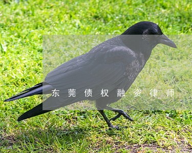 东莞债权融资律师 东莞债权融资律师