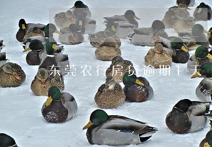 东莞农行房贷逾期1天 东莞农行房贷逾期1天