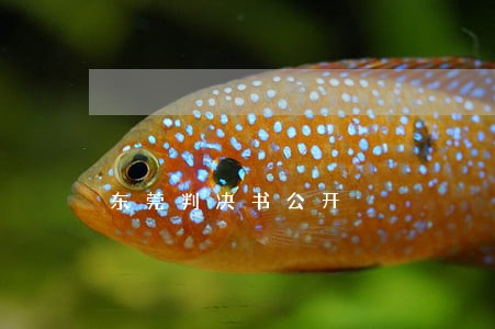 东莞判决书公开 东莞判决书公开