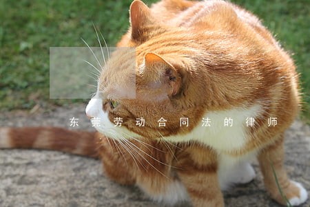 东莞劳动合同法的律师 东莞劳动合同法的律师