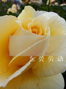 东莞劳动法的眼镜厂