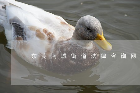 东莞南城街道法律咨询网 东莞南城街道法律咨询网