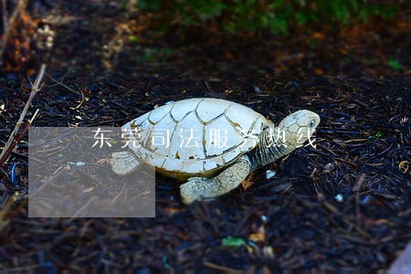 东莞司法服务热线
