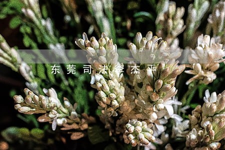 东莞司法李杰平 东莞司法李杰平