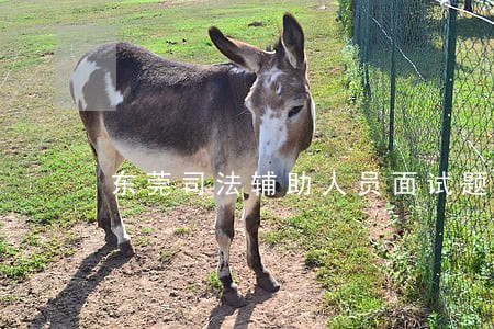 东莞司法辅助人员面试题