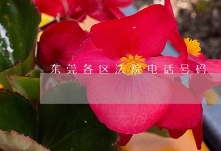 东莞各区法院电话号码 东莞各区法院电话号码