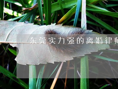 东莞实力强的离婚律师找谁好 东莞实力强的离婚律师找谁好