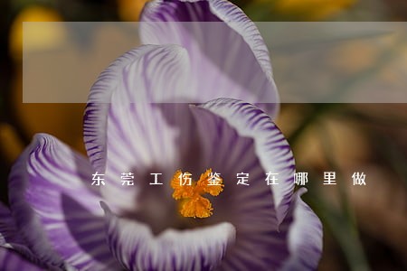 东莞工伤鉴定在哪里做