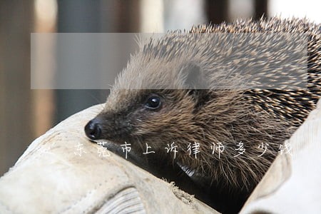 东莞市上诉律师多少钱 东莞市上诉律师多少钱