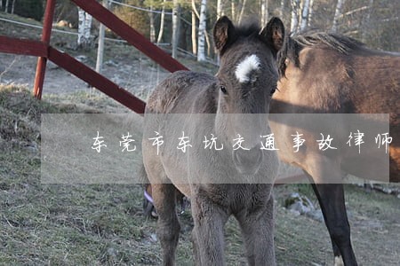 东莞市东坑交通事故律师联系方式 东莞市东坑交通事故律师联系方式