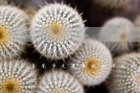 东莞市交通事故法院起诉流程 东莞市交通事故法院起诉流程
