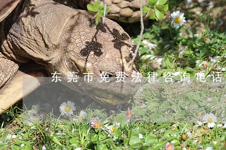 东莞市免费法律咨询电话 东莞市免费法律咨询电话
