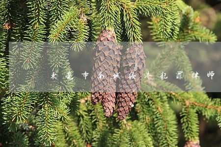 东莞市南城经济犯罪律师 东莞市南城经济犯罪律师