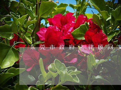 东莞市政府法律顾问文件 东莞市政府法律顾问文件