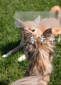 东莞市村委厂房参与竞标 东莞市村委厂房参与竞标