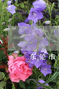东莞市法律援助博头工作站怎么样