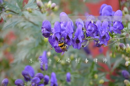 东莞市石碣刑事律师 东莞市石碣刑事律师