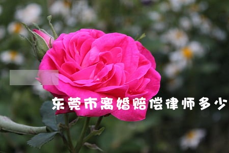 东莞市离婚赔偿律师多少钱 东莞市离婚赔偿律师多少钱
