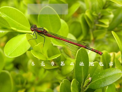 东莞市第二法院电话 东莞市第二法院电话