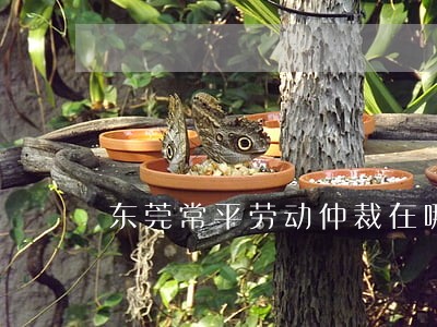 东莞常平劳动仲裁在哪里 东莞常平劳动仲裁在哪里