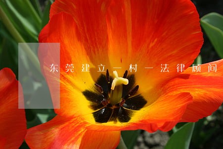 东莞建立一村一法律顾问 东莞建立一村一法律顾问