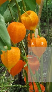 东莞律师在线咨询免费 东莞律师在线咨询免费