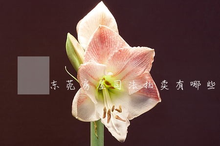 东莞房屋司法拍卖有哪些网站 东莞房屋司法拍卖有哪些网站