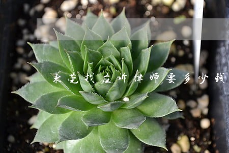东莞找应诉律师要多少钱 东莞找应诉律师要多少钱