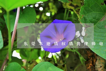 东莞本地债权债务律师电话咨询 东莞本地债权债务律师电话咨询