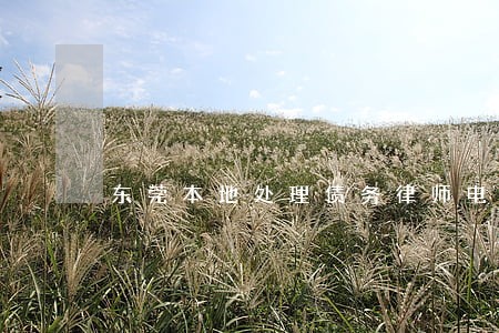 东莞本地处理债务律师电话咨询 东莞本地处理债务律师电话咨询