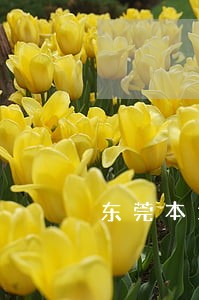 东莞本地委托债务律师费用标准 东莞本地委托债务律师费用标准