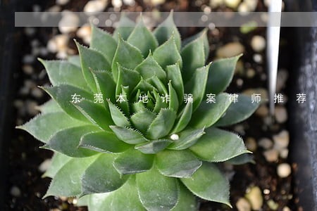 东莞本地诈骗案律师推荐 东莞本地诈骗案律师推荐