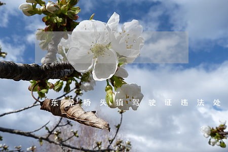 东莞桥头镇驾驶证违法处理 东莞桥头镇驾驶证违法处理