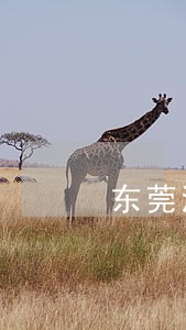东莞河边抓乌龟违法吗