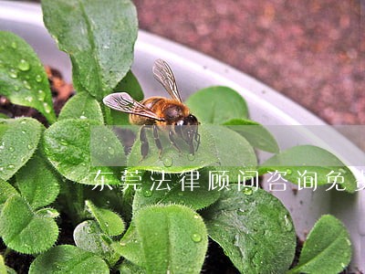 东莞法律顾问咨询免费 东莞法律顾问咨询免费