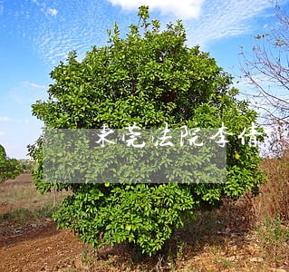 东莞法院李倩