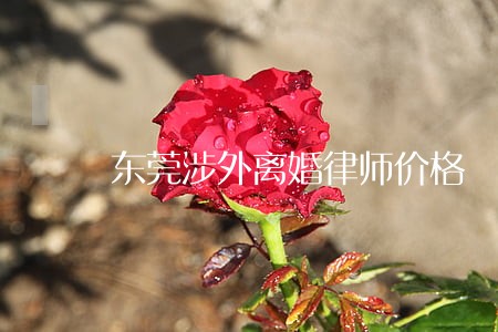 东莞涉外离婚律师价格 东莞涉外离婚律师价格