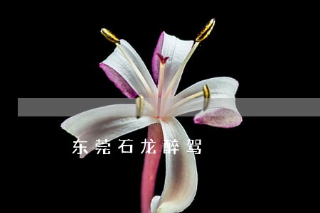 东莞石龙醉驾 东莞石龙醉驾