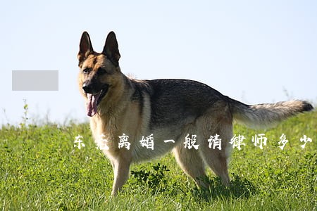 东莞离婚一般请律师多少钱 东莞离婚一般请律师多少钱