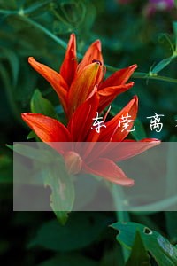 东莞离婚债务纠纷律师电话多少 东莞离婚债务纠纷律师电话多少