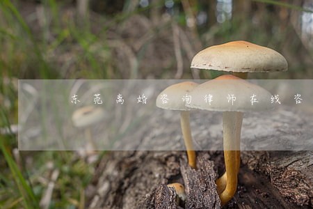 东莞离婚咨询律师在线咨询