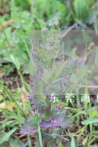 东莞离婚诉讼律师电话多少 东莞离婚诉讼律师电话多少
