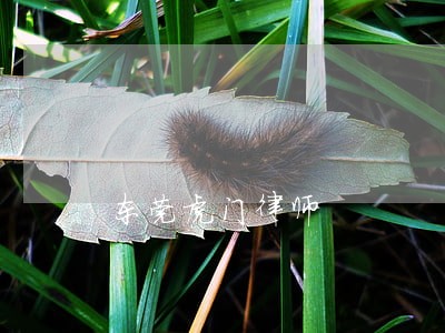 东莞虎门律师 东莞虎门律师