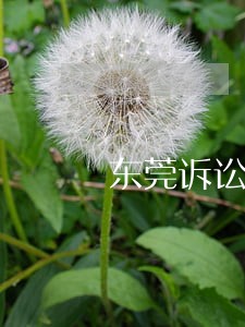 东莞诉讼离婚程序怎么走 东莞诉讼离婚程序怎么走