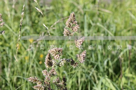 东莞银行贷款逾期宽限期多久 东莞银行贷款逾期宽限期多久