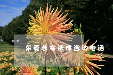 东莞长安法律咨询电话 东莞长安法律咨询电话