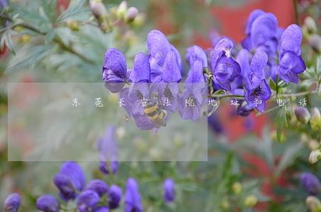 东莞长安法院地址和电话