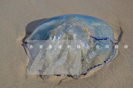 东莞靠谱的转让合同律师热线 东莞靠谱的转让合同律师热线