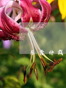 东营仲裁免费法律咨询电话谁家好 东营仲裁免费法律咨询电话谁家好