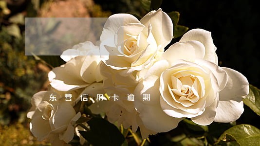东营信用卡逾期 东营信用卡逾期